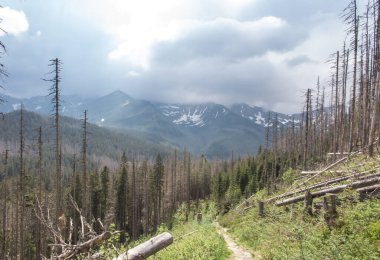 Polonya 'daki Tatra Milli Parkı' ndaki kuru ağaçlar, Koscieliska Vadisi 'nin alanı ve Ornak zirvesinin girişi.