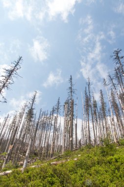 Polonya 'daki Tatra Milli Parkı' nda bir yürüyüş yolu, birçok kuru ağaç, Koscieliska Vadisi 'nin alanı ve Ornak zirvesinin girişi.