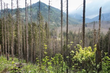 Polonya 'daki Tatra Milli Parkı' nda bir yürüyüş yolu, birçok kuru ağaç, Koscieliska Vadisi 'nin alanı ve Ornak zirvesinin girişi.