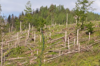 Polonya 'daki Tatra Dağları' nın alt kısımlarında ekolojik hasar.