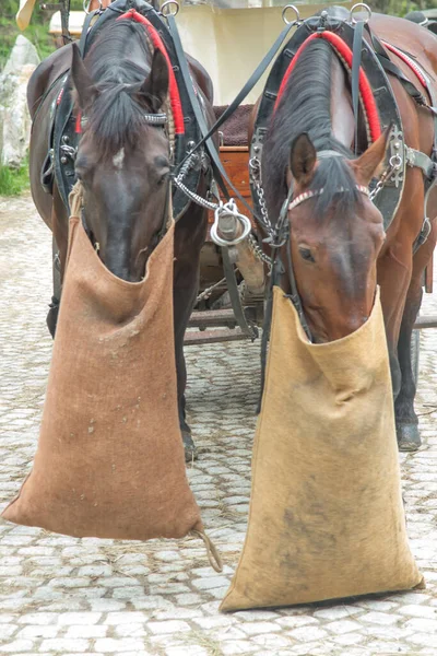 马正在吃草 两匹马被套在马车上 等待着想要进入莫尔斯基奥科并吃掉给定饲料的乘客 — 图库照片