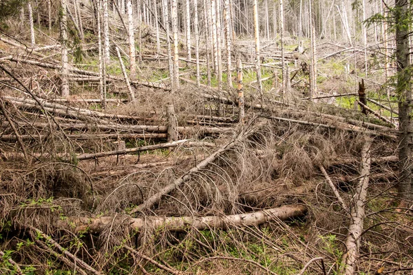 Arbres Secs Dans Parc National Des Tatra Pologne Zone Vallée — Photo