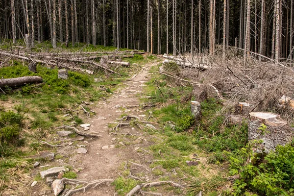 Arbres Secs Dans Parc National Des Tatra Pologne Zone Vallée — Photo