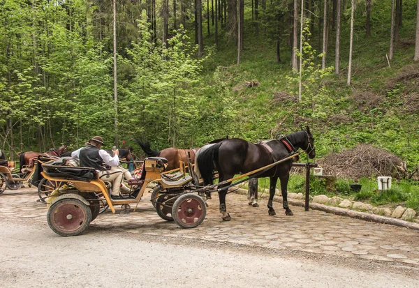 波兰Koscieliska山谷入口处的马车正在等待着希望穿过国家公园前往Ornak庇护所的游客 — 图库照片