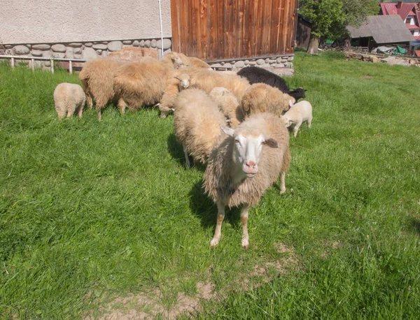 波兰波德哈勒 绿色草地上的几只羊在吃草 — 图库照片