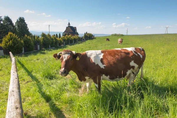 Červenobílé Krávy Pasoucí Zelené Louce Podhale Polsko — Stock fotografie