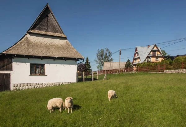 Birkaç Koyun Yeşil Bir Çayırda Otluyor Podhale Polonya — Stok fotoğraf