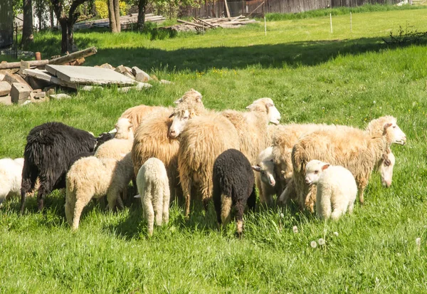 Diverse Pecore Pascolo Prato Verde Podhale Polonia — Foto Stock