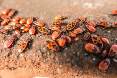 Bir grup kanadı olmayan demirci (Pyrrhocoris apterus) güneşin altında güneşlenen eski bir duvarda