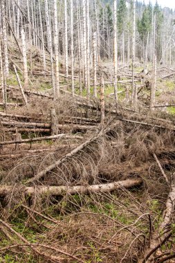 Polonya 'daki Tatra Milli Parkı' ndaki kuru ağaçlar, Koscieliska Vadisi 'nin alanı ve Ornak zirvesinin girişi.