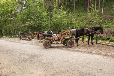 Polonya 'daki Koscieliska vadisinin girişinde ulusal parktan Ornak sığınağına gitmek isteyen turistleri bekleyen at arabaları var..
