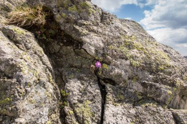 Dağ manzaralı pembe çiçekli bir kaya, Haziran ayında Polonya Tatrası, Kasprowy Wierch bölgesi