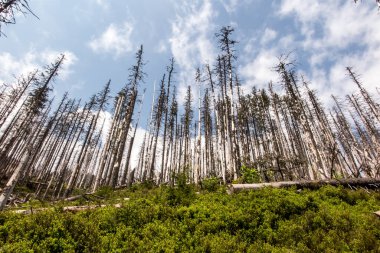 Polonya 'daki Tatra Milli Parkı' ndaki kuru ağaçlar, Koscieliska Vadisi 'nin alanı ve Ornak zirvesinin girişi.