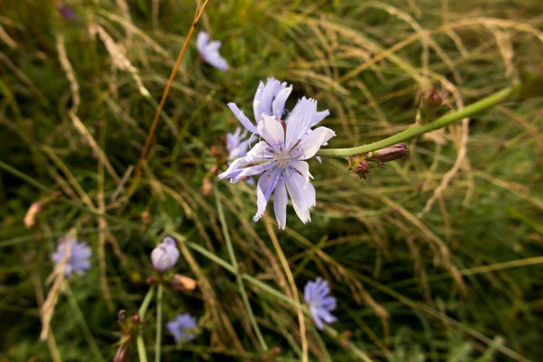 Chicorée Sauvage Fleurs Bleues Dans Pré Sauvage Dans Environnement Naturel — Photo