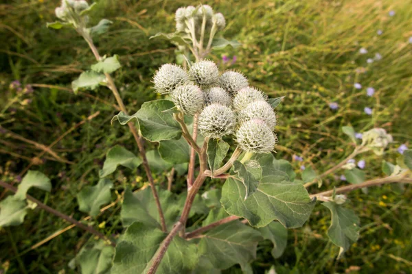 Pluizige Klis Wollige Klis Arctium Tomentosum Karakteristieke Bloemen Kleven Als — Stockfoto