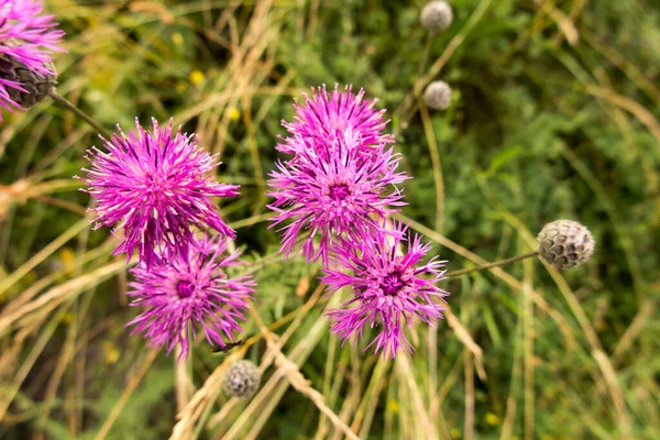 Rijn Korenbloem Centaurea Cariensis Paarse Roze Paarse Bloemen Een Wilde — Stockfoto