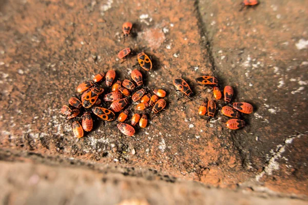 Skupina Kovářů Bez Křídel Pyrhocoris Apterus Staré Zdi Vyhřívající Slunci — Stock fotografie