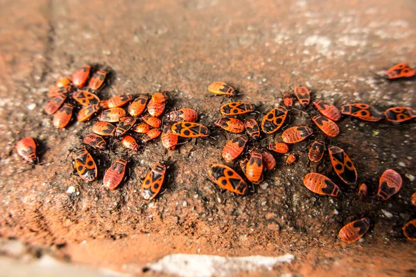 Skupina Kovářů Bez Křídel Pyrhocoris Apterus Staré Zdi Vyhřívající Slunci — Stock fotografie