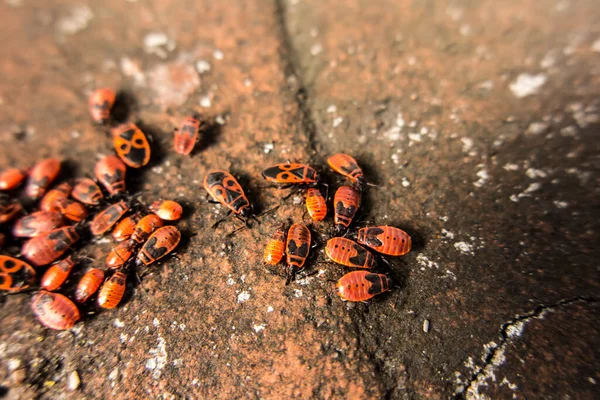 太陽の下で日光浴を古い壁に翼のない鍛冶屋 Pyrrocoris Apterus のグループ — ストック写真