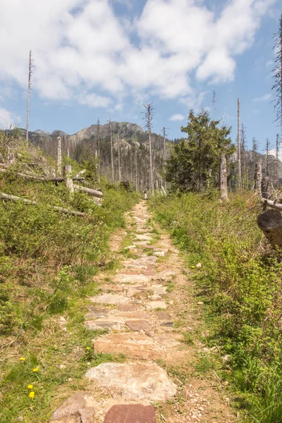 Arbres Secs Dans Parc National Des Tatra Pologne Zone Vallée — Photo