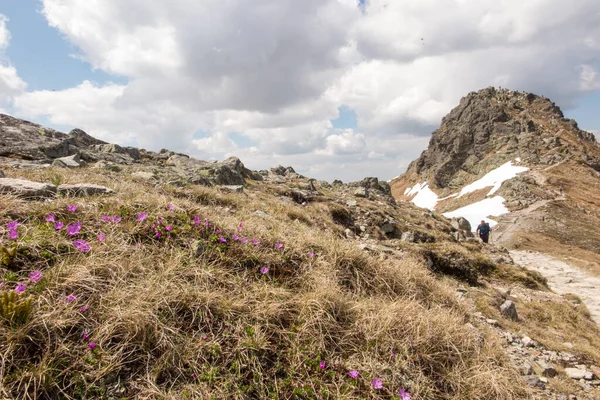 Vista Montanha Com Uma Flor Rosa Crescendo Uma Rocha Tatras — Fotografia de Stock