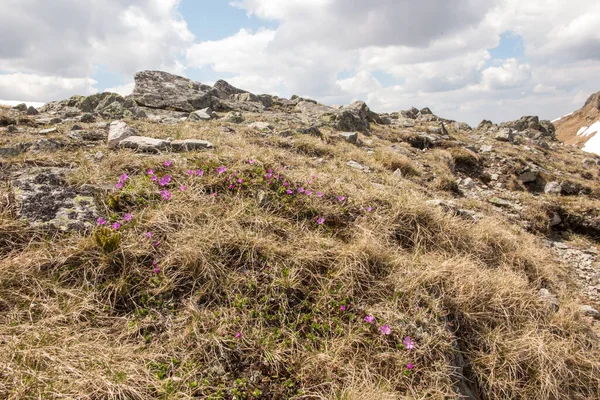 Bergblick Mit Einer Rosa Blume Die Auf Einem Felsen Wächst — Stockfoto