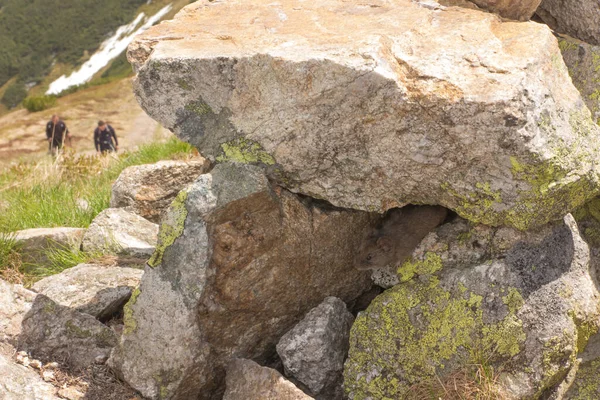 在波兰鞑靼国家公园的山路上 一只老鼠在岩石下被发现 它的名字叫Ornak山 — 图库照片