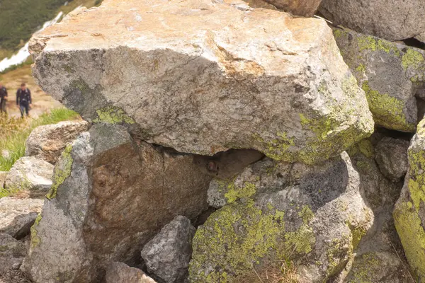 Une Souris Sous Rocher Trouvé Sur Sentier Montagne Dans Parc — Photo