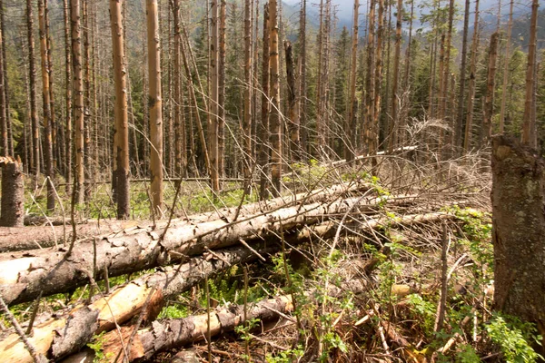 Droge Bomen Het Tatra National Park Polen Het Gebied Van — Stockfoto