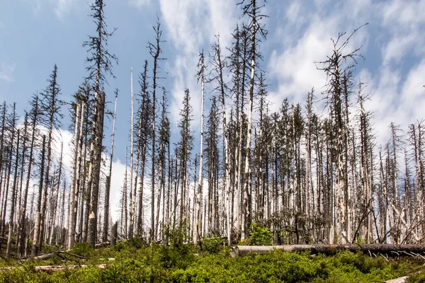 Trockene Bäume Tatra Nationalpark Polen Koscieliska Tal Und Eingang Zum — Stockfoto