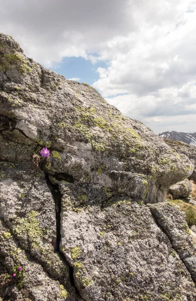Vue Sur Montagne Avec Une Fleur Rose Poussant Sur Rocher — Photo