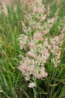 Porabka Barajı. 19281937 'de Midzybrodzie Bialskie' de inşa edilmiş bir baraj. Sola Nehri 'nin sularına baraj kurarak Miedzybrodzkie Gölü' nü oluşturur..