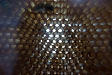 Balmumu tarağındaki kovanda arılar