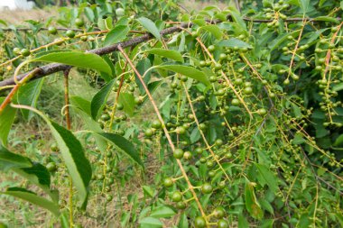 Yabani bir kirazın yeşil, olgunlaşmamış meyveleriyle (Prunus padus)