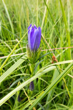 Gentiana pnömoni (Bataklık genti). Gentiana cinsi. Bu tür bataklıklarda ve bozkırlarda görülebilir. Büyük Alcon Mavisi 'nin (Phengaris alcon) ev sahibi bitkisidir. Kelebek yumurtası