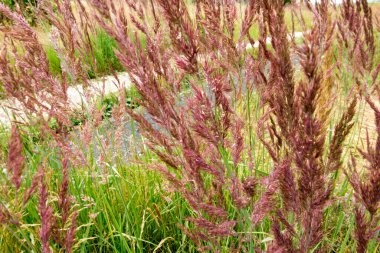Çiçek açan uzun otlar arkaplan olarak renkli bir kompozisyon oluşturuyor