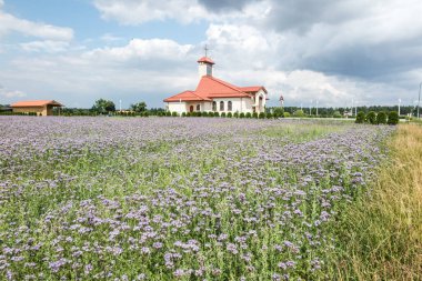 Polonya 'nın Gliwice bölgesindeki Miotek bölgesindeki Dyrdy kilisesinin önünde mavi çiçekli bir tarla.
