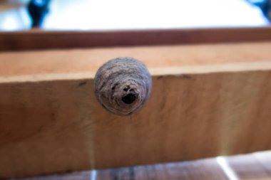 Arı kovanı ahşap bir barakanın tavanına bağlı.