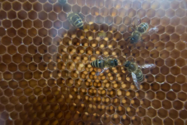 Abejas Una Colmena Panal Cera — Foto de Stock