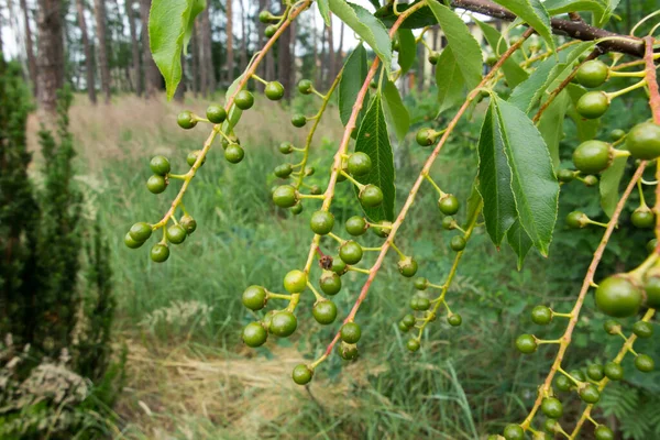 野生の鳥のチェリーの緑で熟していない果実の枝 Prunus Padus — ストック写真