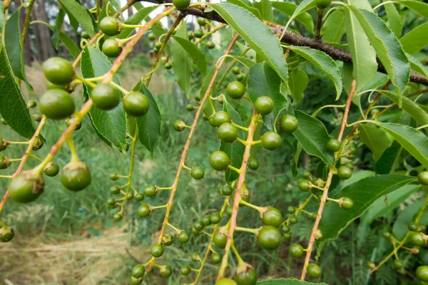 Ein Zweig Mit Grünen Unreifen Beeren Einer Wildvogelkirsche Prunus Padus — Stockfoto