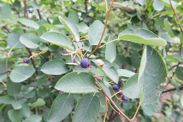 Beeren Einer Wilden Saskatoon Beere Auf Einem Strauch Nahaufnahme — Stockfoto