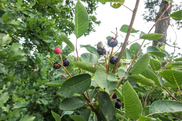 Beeren Einer Wilden Saskatoon Beere Auf Einem Strauch Nahaufnahme — Stockfoto