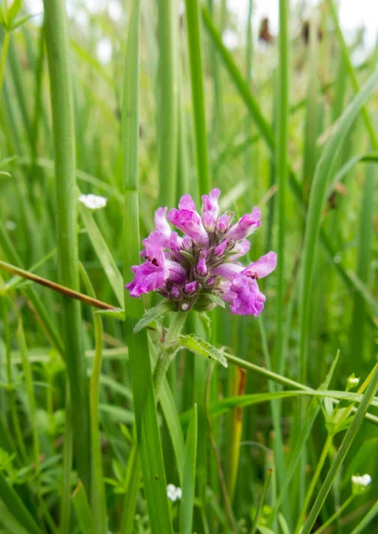 Çimenlerin Arasında Yetişen Pembe Mor Bir Çiçek Salvia Oxyphora Benzer — Stok fotoğraf