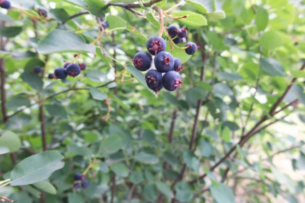 Berries Wild Saskatoon Berry Shrub Close — Stock Photo, Image