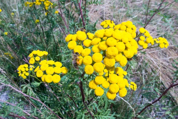 Tansy Nin Sarı Çiçeklerindeki Arılar Diğer Böcekler Tanasetum Huronense Huron — Stok fotoğraf