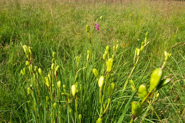 Waldwiese Kalety Polen Mit Sibirischer Iris Und Blauem Tiger Nach — Stockfoto