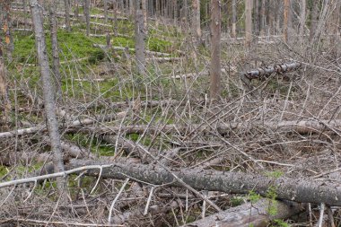 Polonya 'daki Tatra Dağları' nın alt kısımlarında ekolojik hasar.
