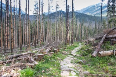 Polonya 'daki Tatra Milli Parkı' nda bir yürüyüş yolu, birçok kuru ağaç, Koscieliska Vadisi 'nin alanı ve Ornak zirvesinin girişi.