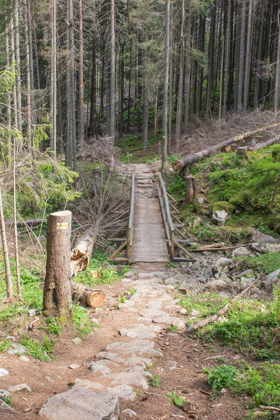 Uma Trilha Caminhada Pelo Parque Nacional Tatra Polônia Com Muitas — Fotografia de Stock